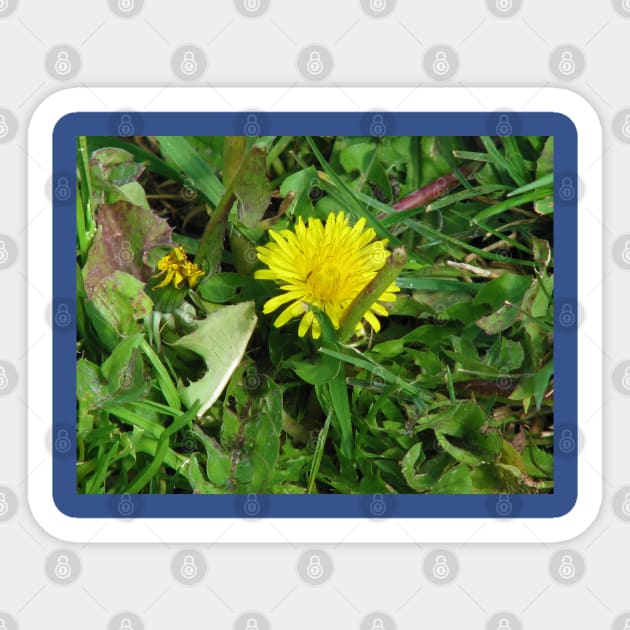 Dandy dandelion Sticker by FriendlyComputerHelp